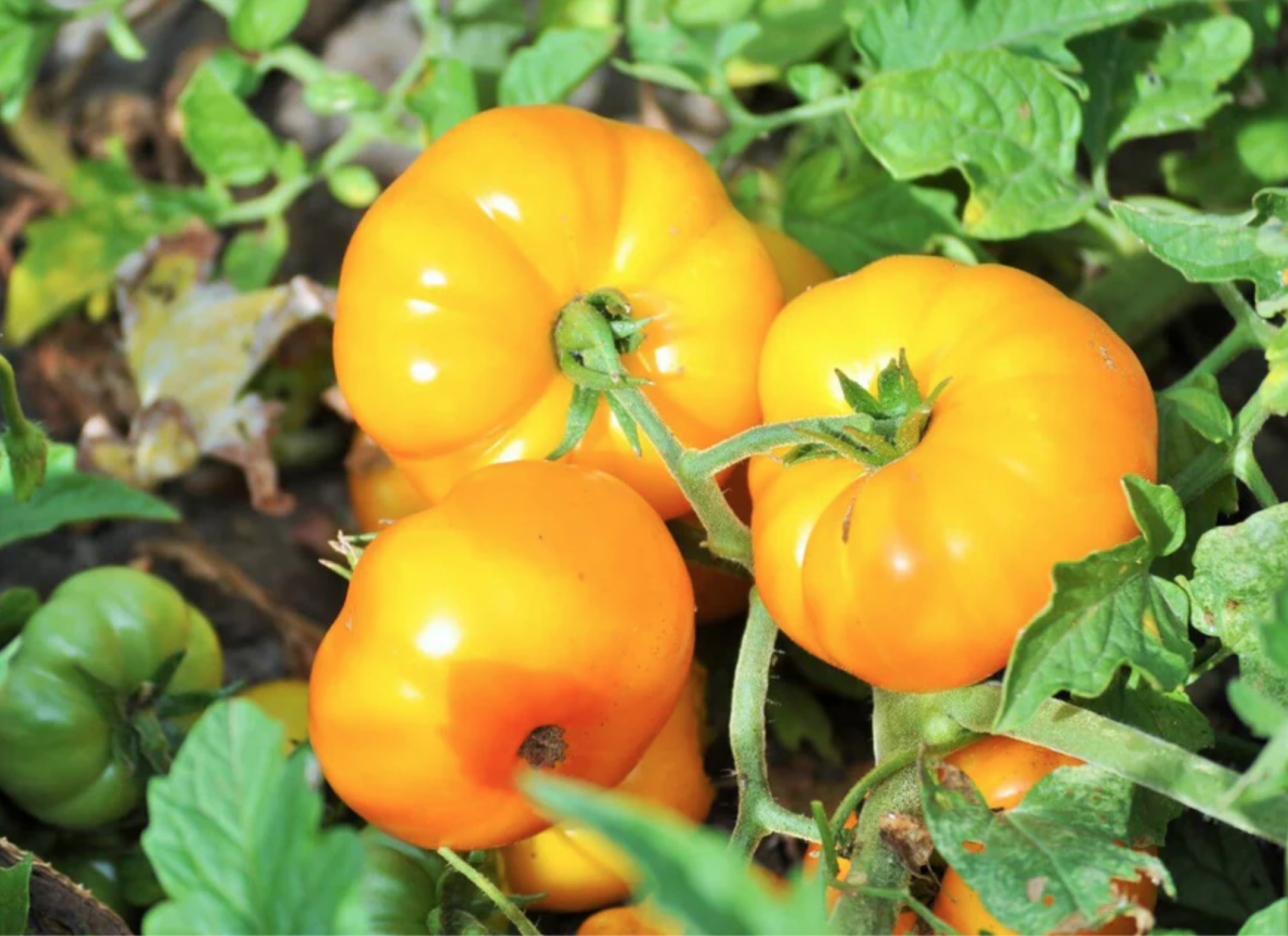 Screen Shot 2026-01-16 at 2.00.36 PM.png