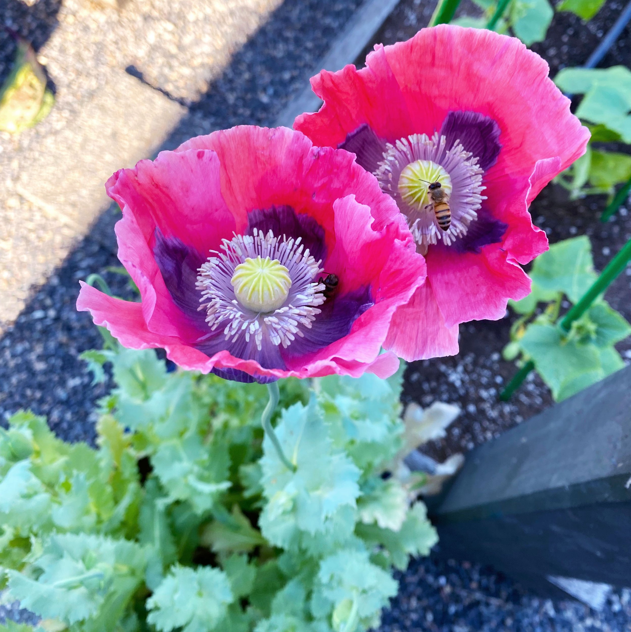 Poppy-Pepperbox-Pink1.jpg