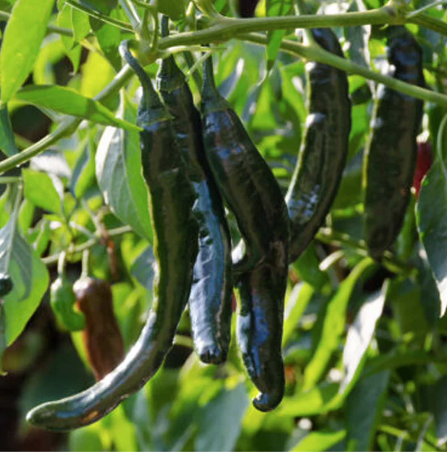 Screen Shot 2026-01-17 at 3.58.29 PM.png