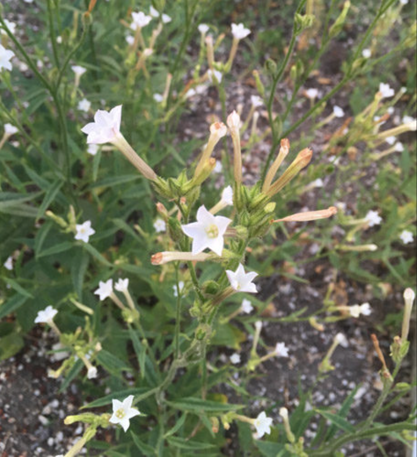 Screen Shot 2026-01-18 at 1.36.13 PM.png