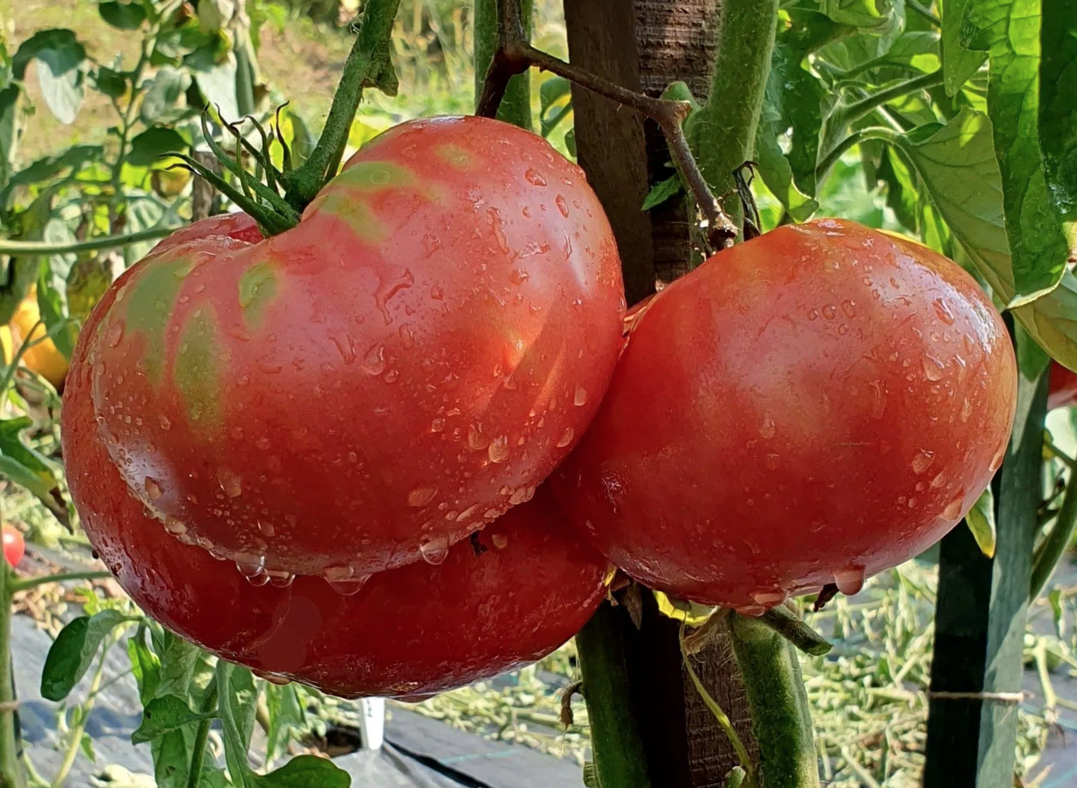 Tomato - Minusinsk Lion (Pre-Order)