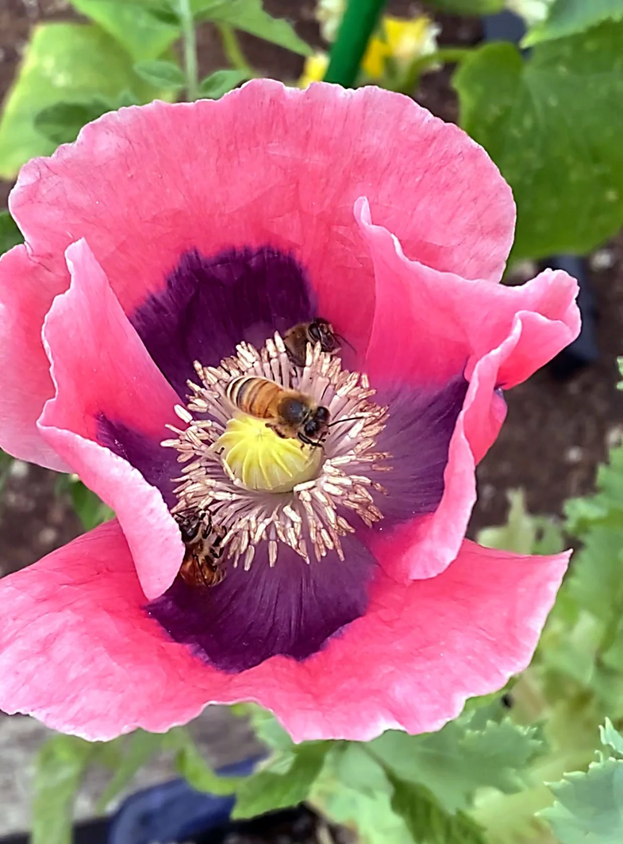 Poppy-Pepperbox-Pink2.jpg