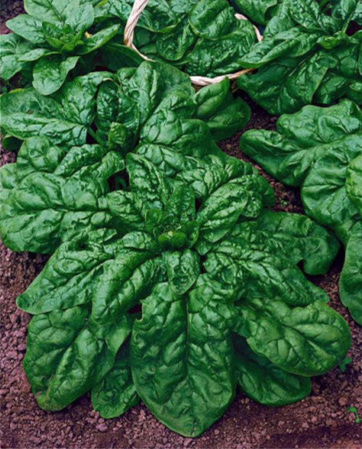 Spinach - Matador Viking (Pre-Order 4-pack)