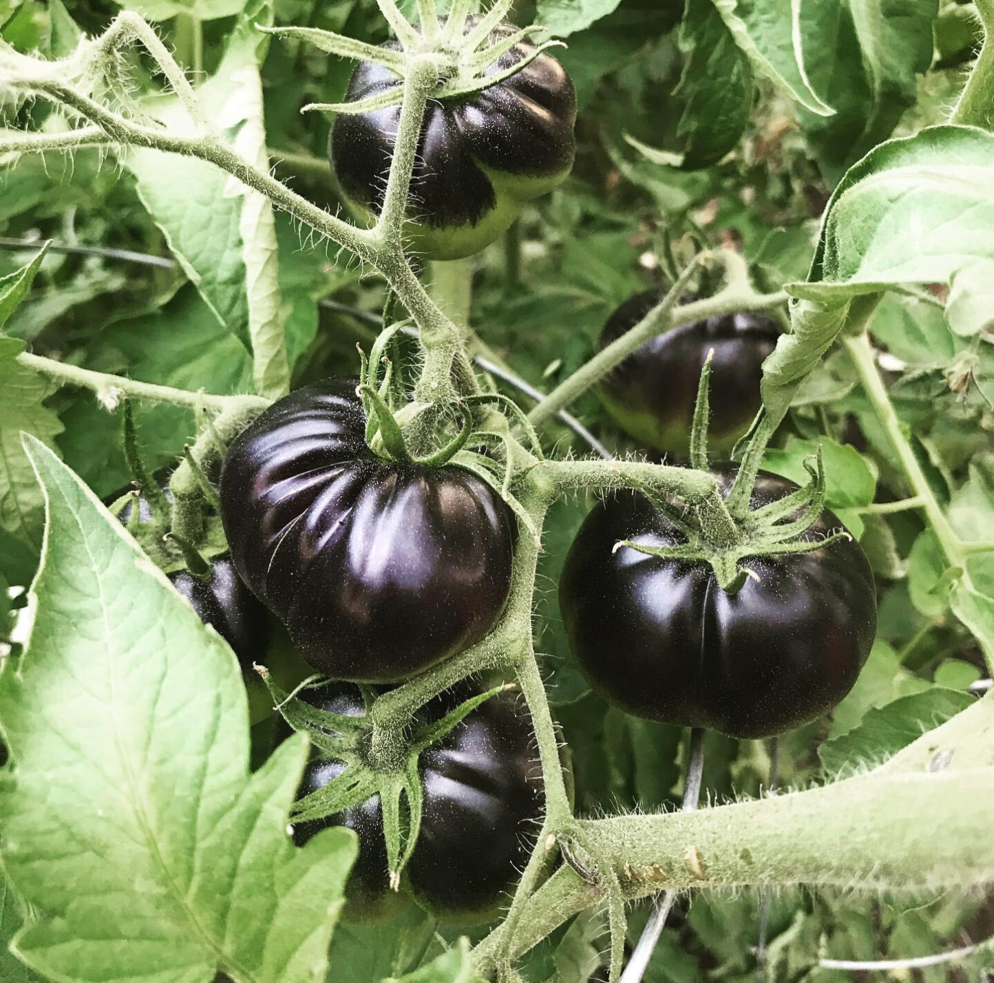 Screen Shot 2026-01-17 at 9.11.24 AM.png