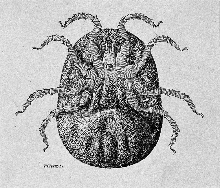 007-Moubata tick bottom 2.jpg