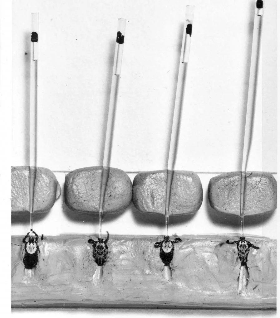 017-Ticks being fed-NIH-RML.jpg