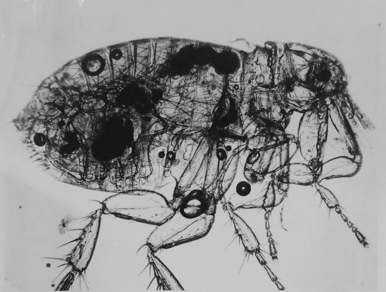 018-Flea-blocked.jpg