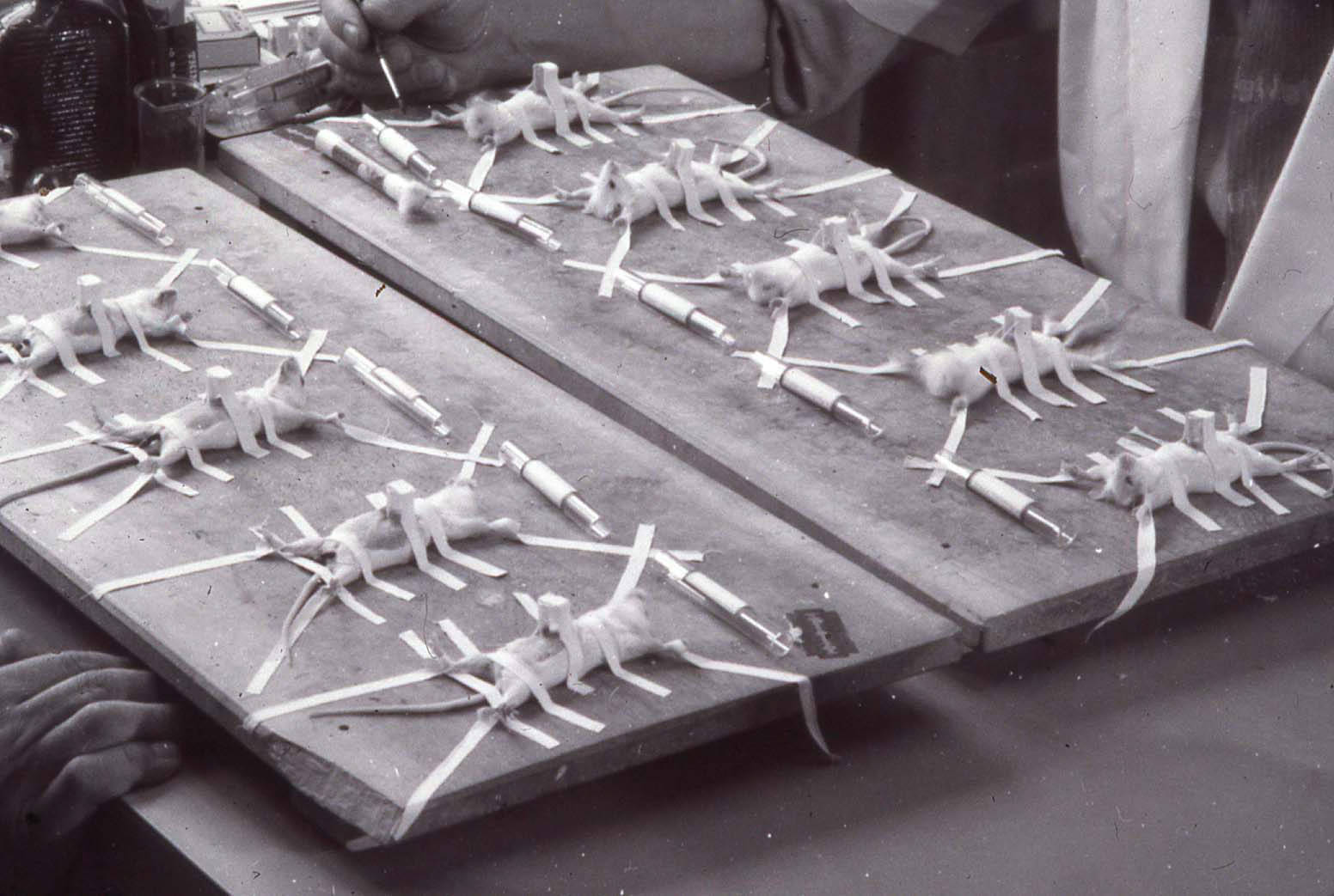 045-Slide_107_12_Photo_Table_of_dead_mice_ready_for_dissection.jpg