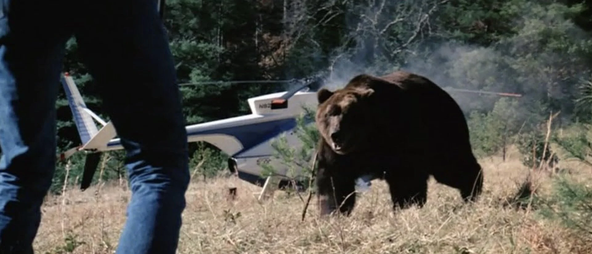 A large grizzly bear charges at a man.