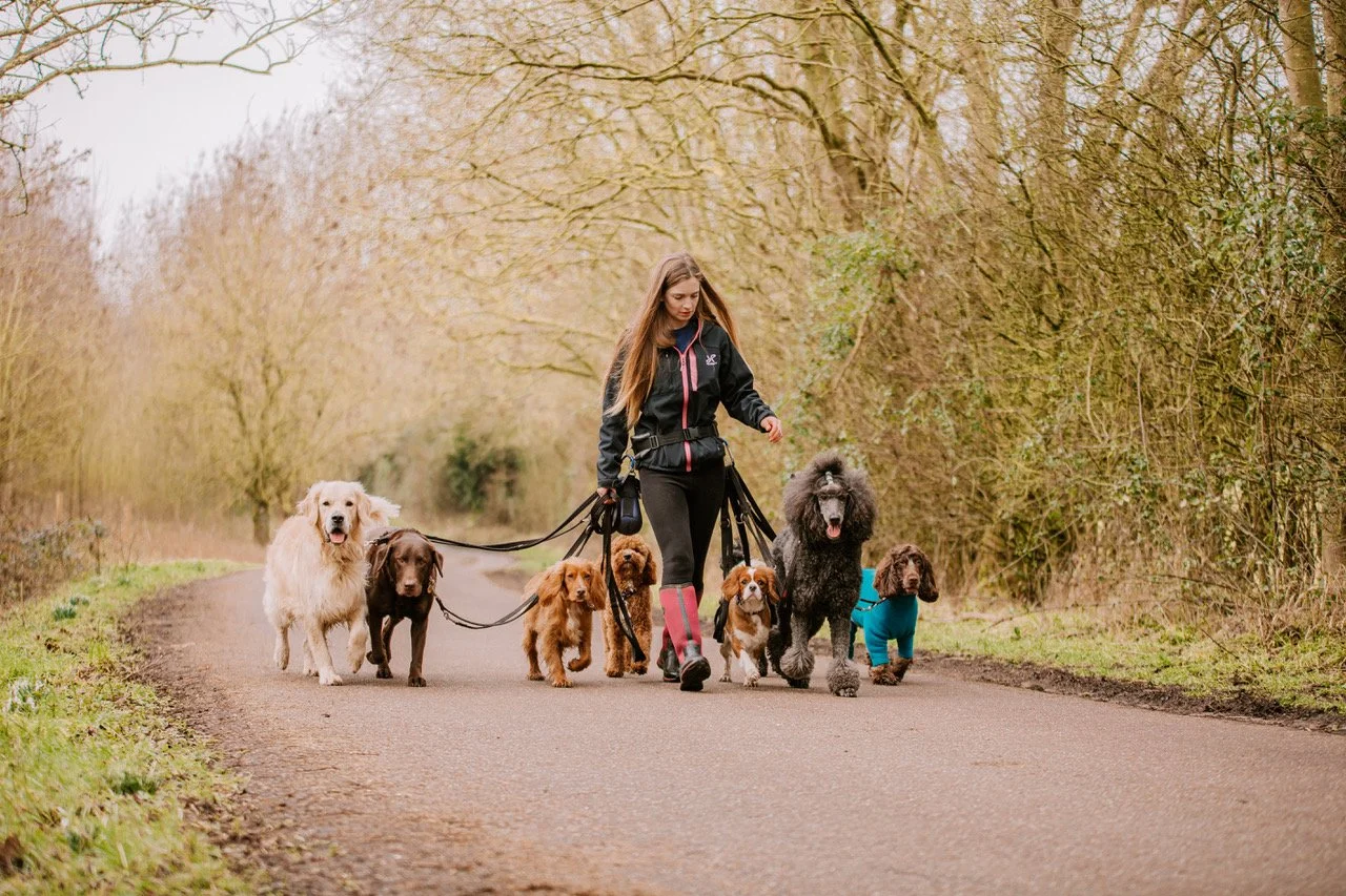 258: Working at the Pace of Dog with Jen Walmsley