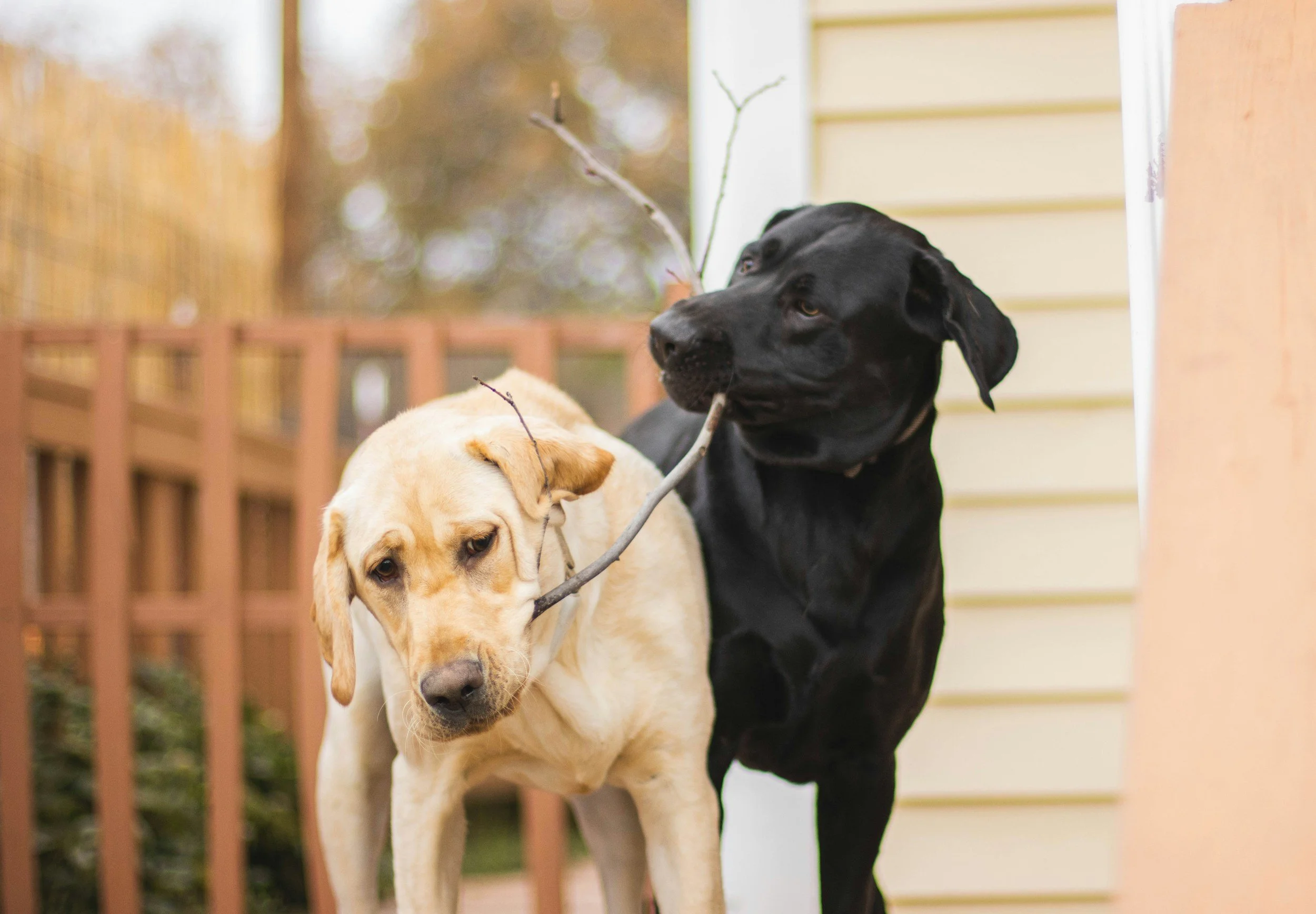 Two dogs, one yellow and one black, are outside on a porch with wooden railing and yellow siding, holding sticks in their mouths.