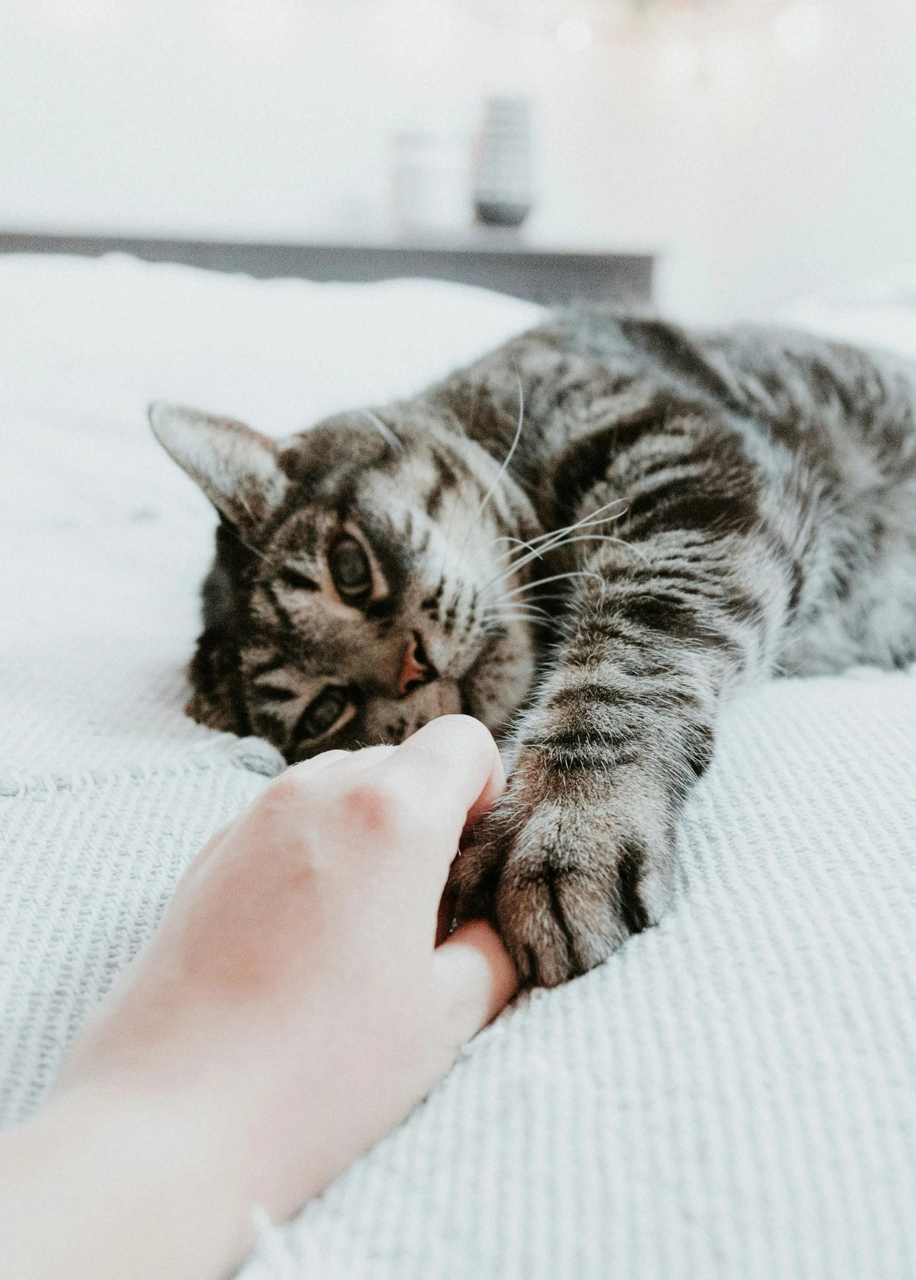 A tabby cat lying on a white textured bed, reaching out with its paw to touch a person's hand, in a cozy, minimalist room.