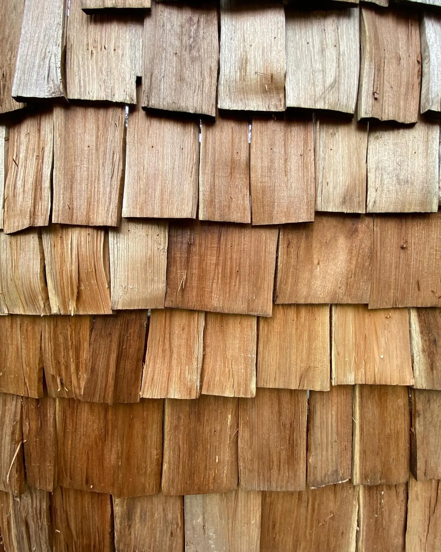 Tree house shingle wall