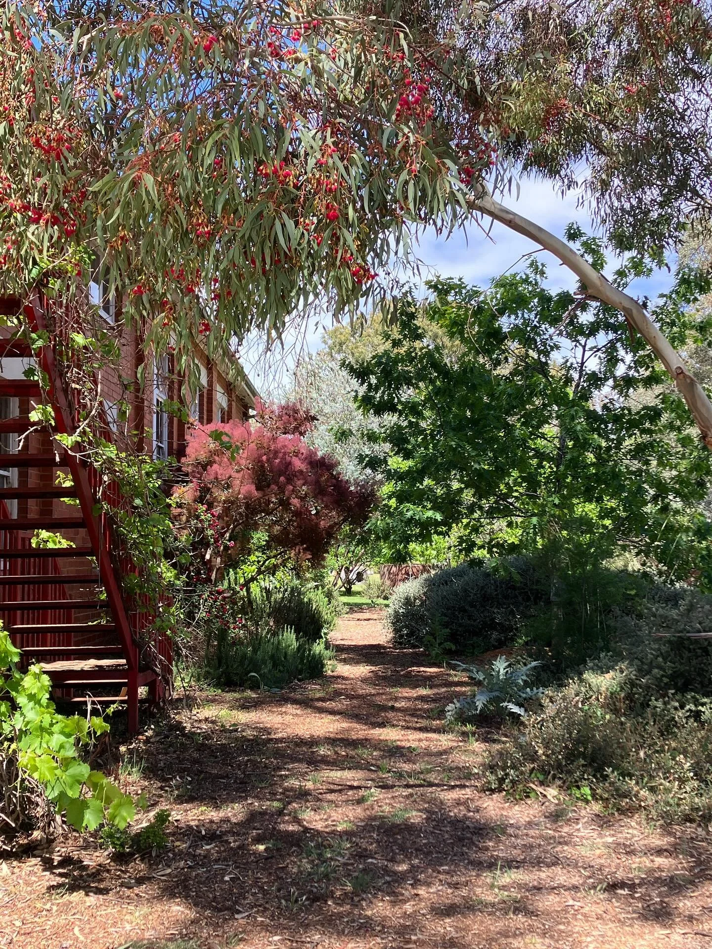 Come for a stroll around Butterland&rsquo;s gardens 🩵
.
#butterland #newstead #bathhouse #events #home #djaaracountry #retreat #lifestyle #weddings #centralvictoria #bliss
