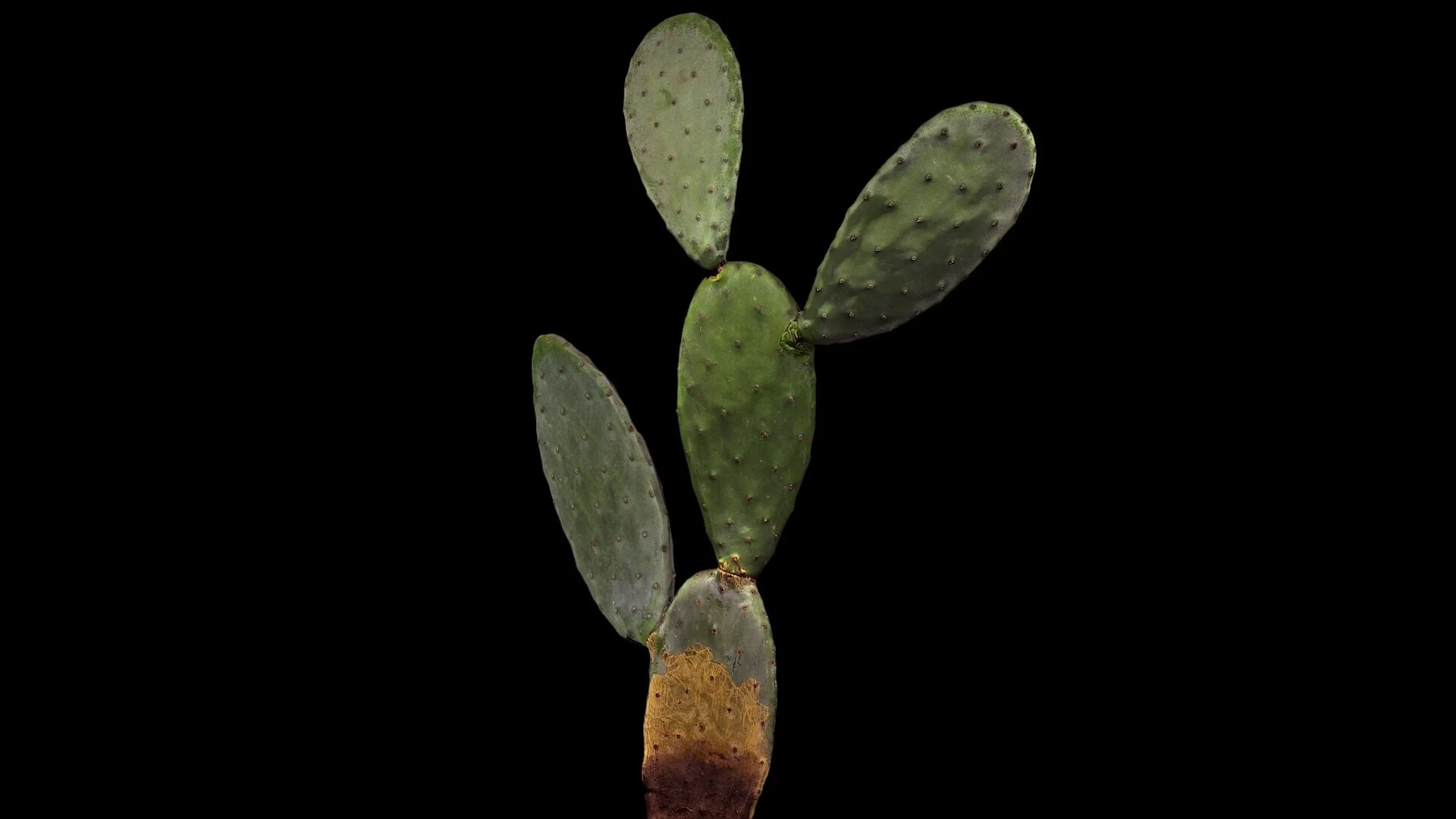 med_cactus_nologo.jpg