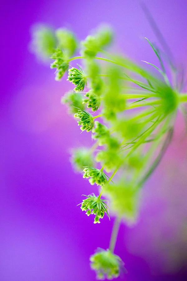 761A0136 as Smart Object-1.jpg