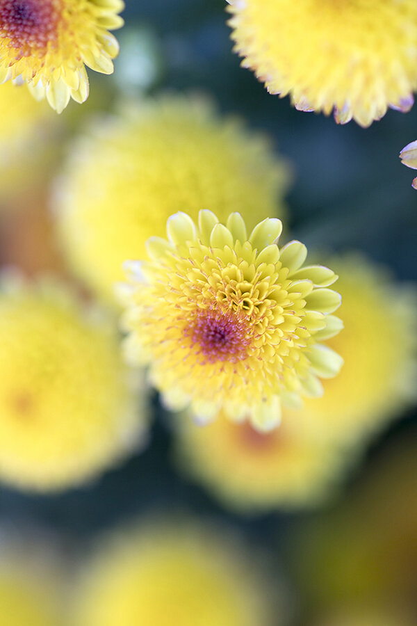 761A6274 as Smart Object-1.jpg