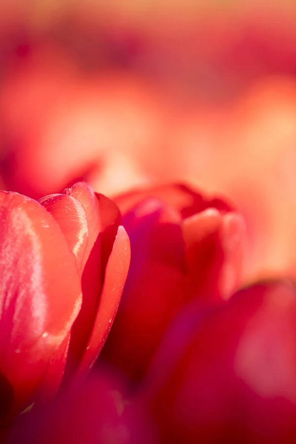 761A8116 as Smart Object-1.jpg