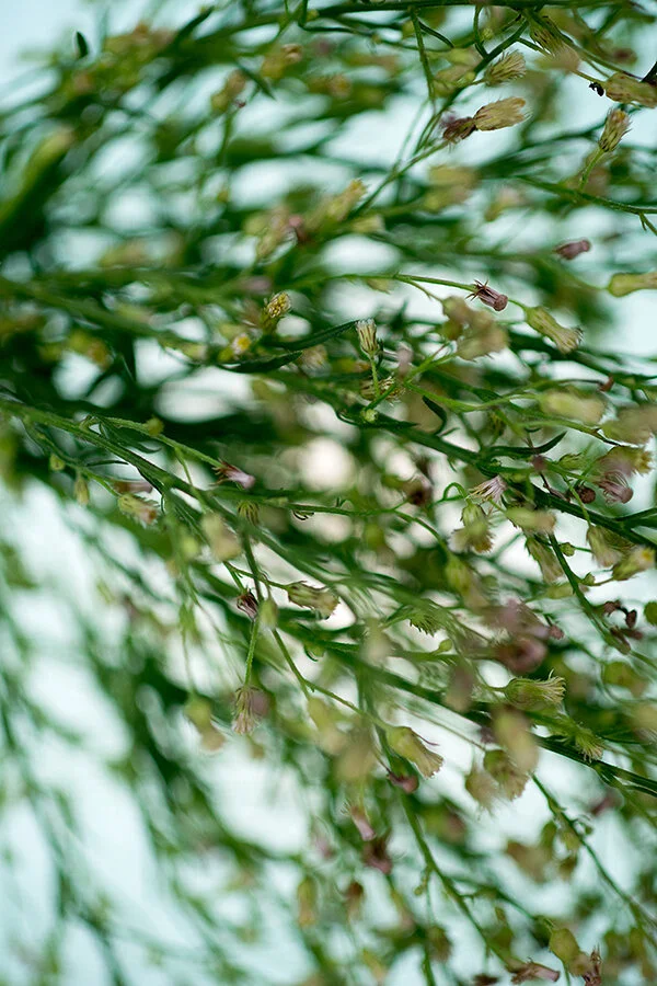 761A8042 as Smart Object-1.jpg