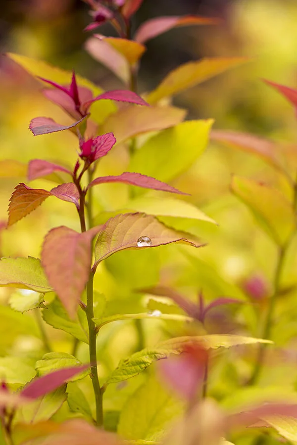 761A9956 as Smart Object-1.jpg