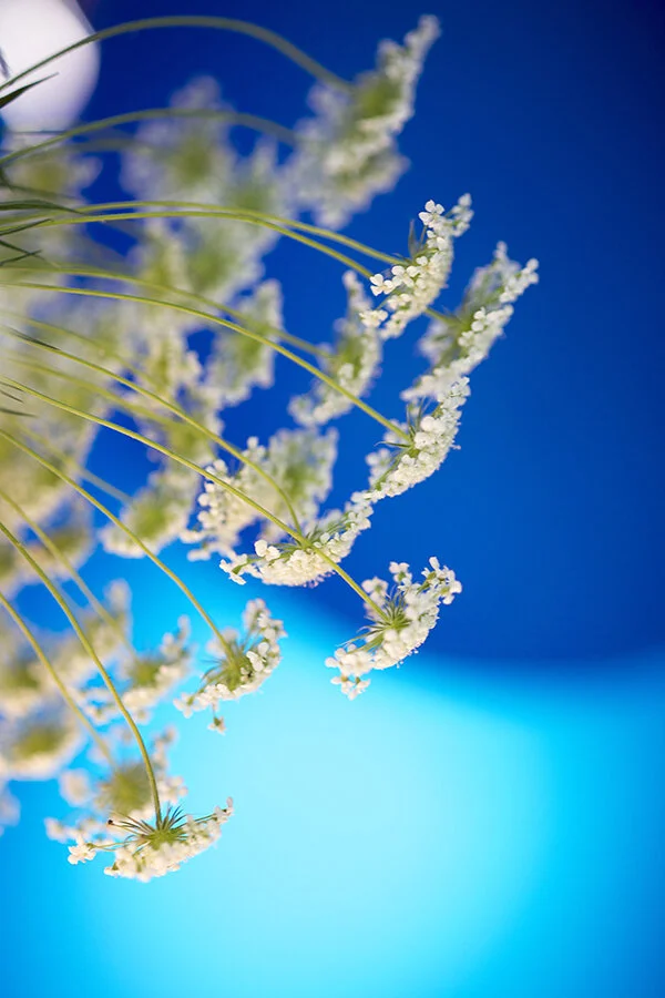 아미초 블루.jpg