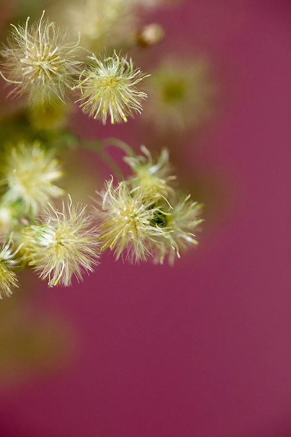 761A8204 as Smart Object-1.jpg