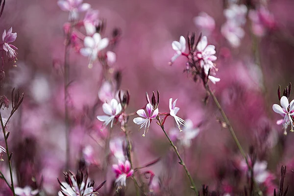 761A4703 as Smart Object-1.jpg