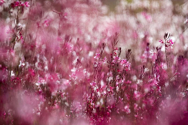 761A4720 as Smart Object-1.jpg