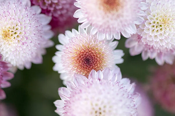 761A6277 as Smart Object-1.jpg