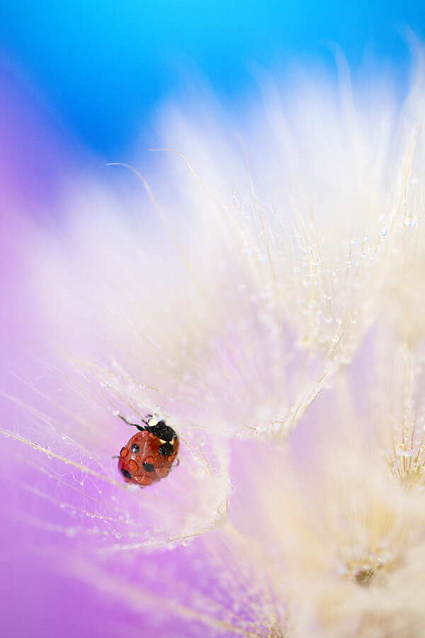 761A0242 as Smart Object-1.jpg