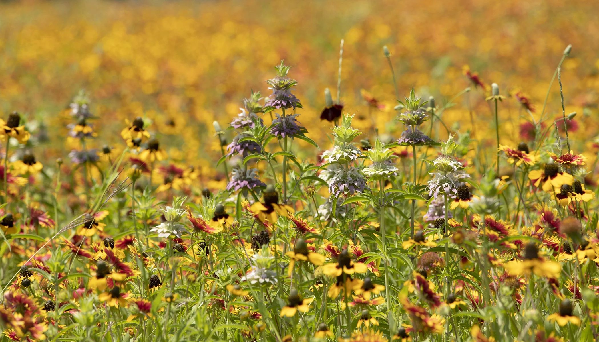 lemon beebalm2023.jpg