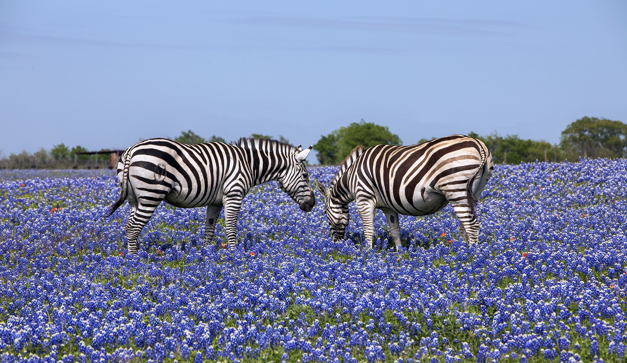 texas spring dearm.jpg