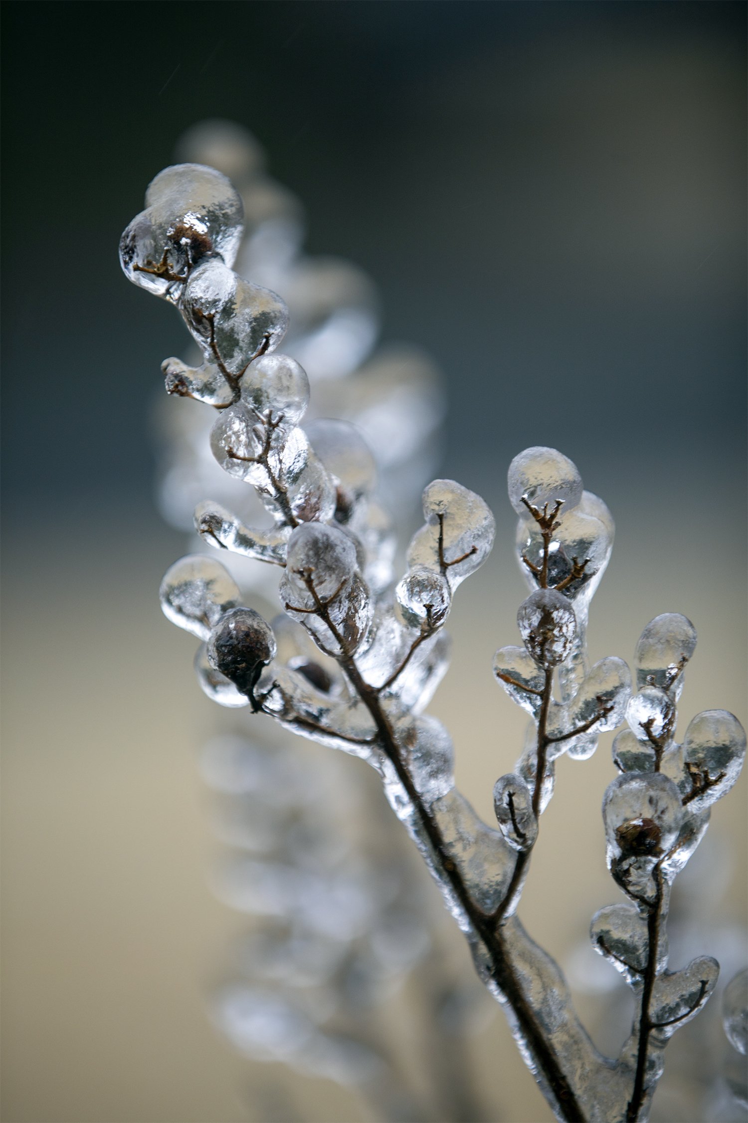 jewelry of winter.jpg