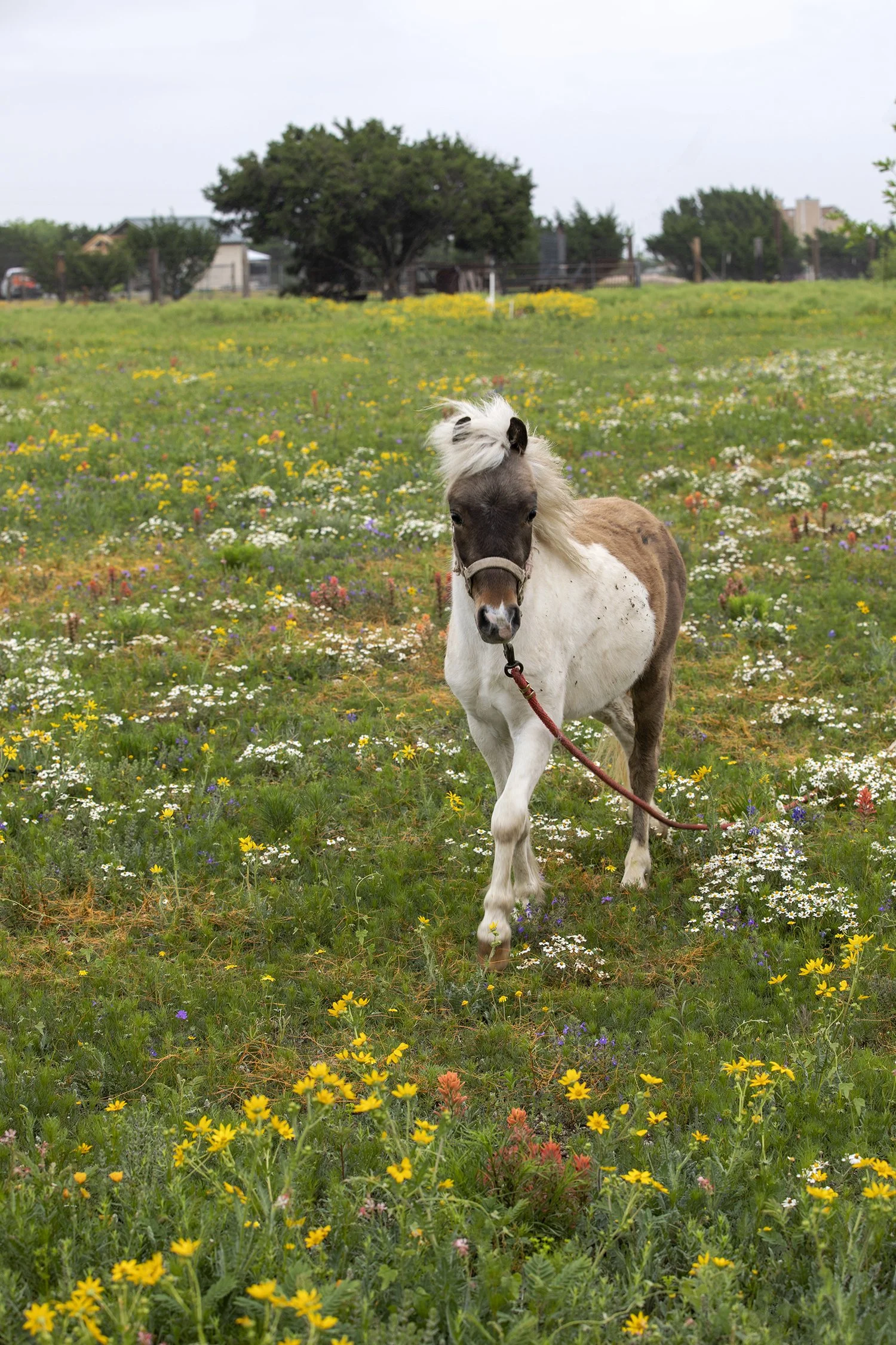 color drema horse.jpg