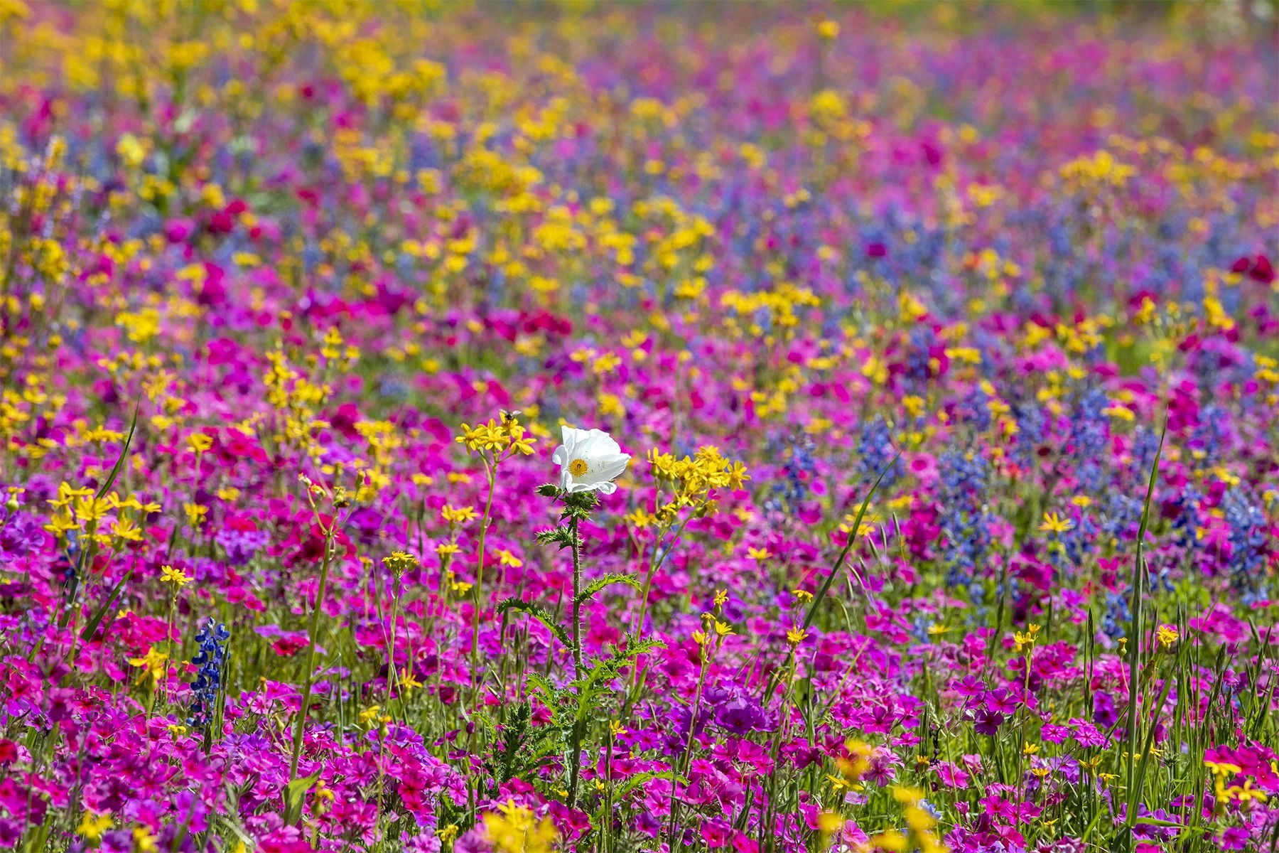 spring has sprung.jpg