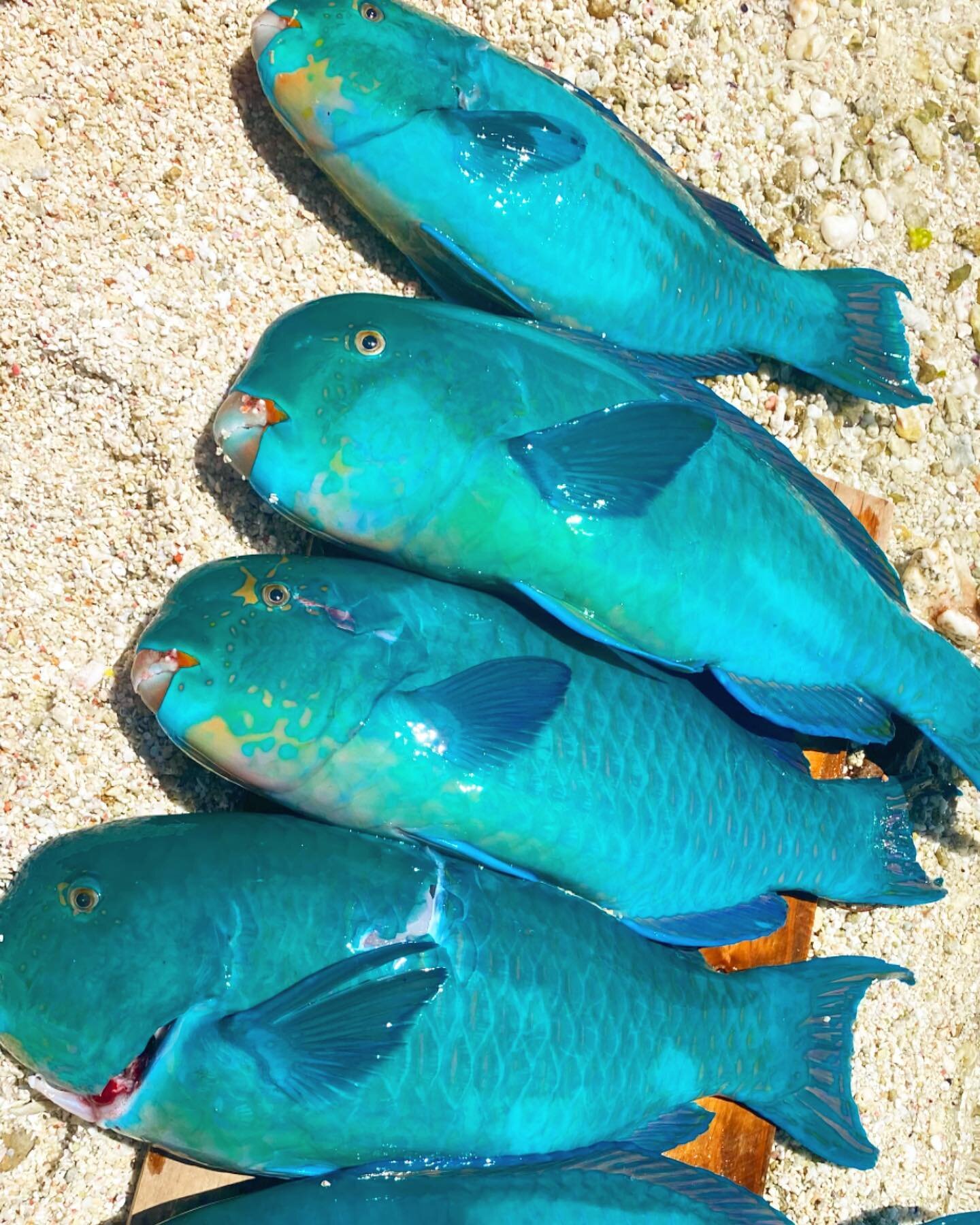 Our full day tours Includes fresh fish catch by us&hellip; what else ? Join and enjoy the beauty of Tikewow 
.
#tikehau #tikewow #frenchpolynesia #tahiti #moorea