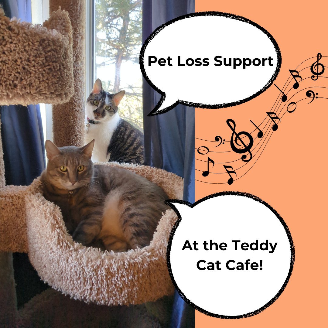 Tiki and Momo, alumni of the @teddycatcafe ,formally invite you to our next Music &amp; Sound Therapy for Pet Loss Support group. If you are looking for an opportunity to connect with others who have lost a pet and celebrate and remember memories abo