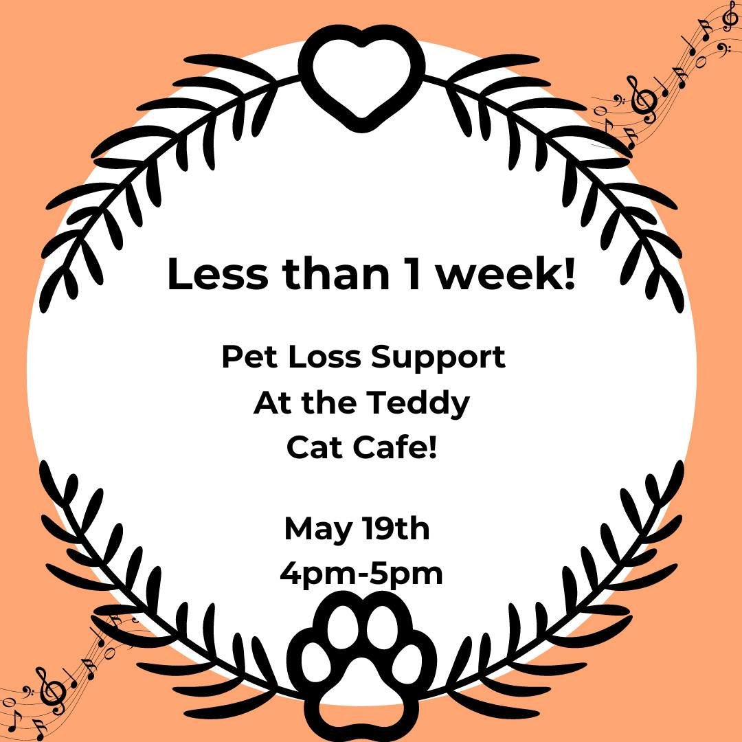 Less than one week until our upcoming pet loss support group at the @teddycatcafe ! This group will be 1 hour and include sound bowl meditation, group songwriting, and the cafe cats! The group is inclusive and supportive and a portion of the money fr