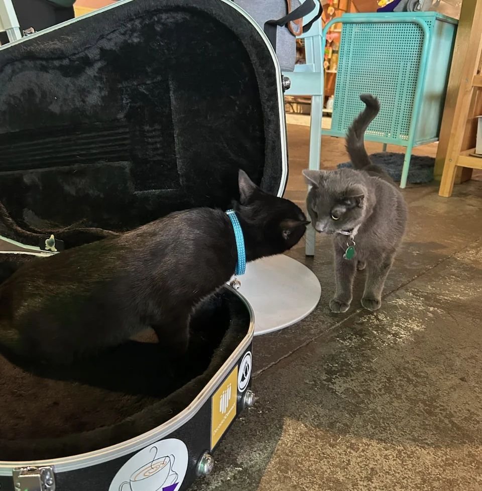 The cats are ready! We hope you can join us for pet loss support this Sunday at 4pm: https://www.teddycatcafe.com/bookyourvisit

[Image description: Two cafe cats exploring the guitar case.]

#FurBaby #family #PetLoss #PetLossSupport #LovedOnes #grie