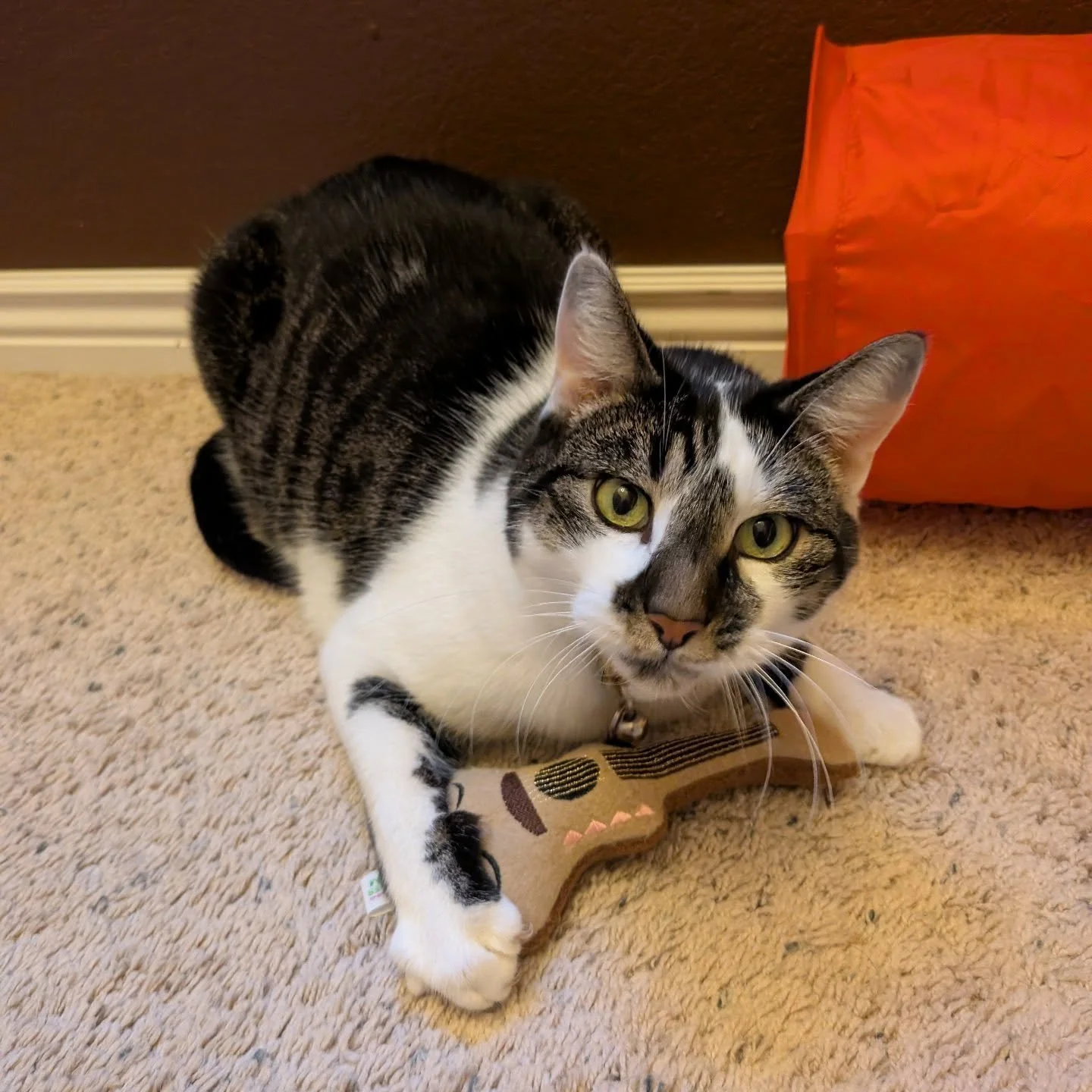 Momo wants to know if you're ready for Meowsic &amp; Meditation this Friday at the Teddy Cat Cafe at 5:30pm! Make sure to get your ticket: https://www.teddycatcafe.com/bookyourvisit 

(There are a few of these cute toys as well as other amazing merch