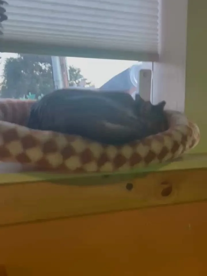 Another amazing Meowsic &amp; Meditation class! We got to sing &quot;Happy Birthday&quot; to Sadie Mae! Thanks to everyone who joined us tonight. ☺️

[Video description: Bonnie playing the ukulele as the group sings &quot;Happy Birthday&quot; to Sadi
