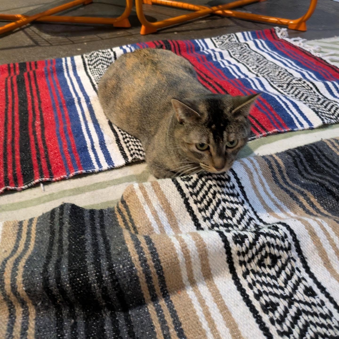 Thanks to everyone who came out to Meowsic &amp; Meditation last night! We had a blast learning ukulele and setting some new year's intentions during our meditation.

[Image description 1: Carmen the cat playing with some yoga mats.]
[Image descripti