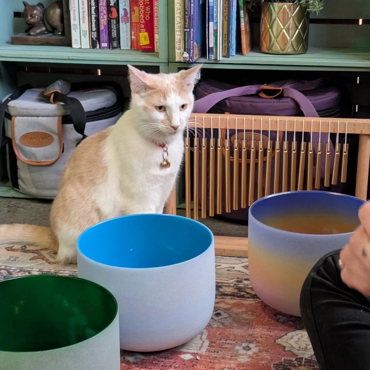 We had so much fun at Meowsic &amp; Meditation last night! Lots of laughs with the silly group of cats! Thanks to everyone who joined in! 😻

[Image description 1: Devon the orange and white tabby cat sitting by the sound bowls and wind chimes.]
[Ima