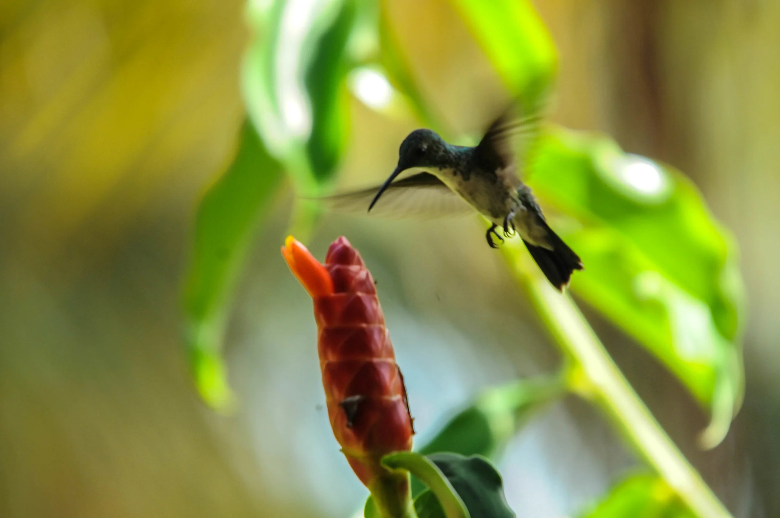 Kolibri, eller Beija Flor som den heter på Portugisisk
