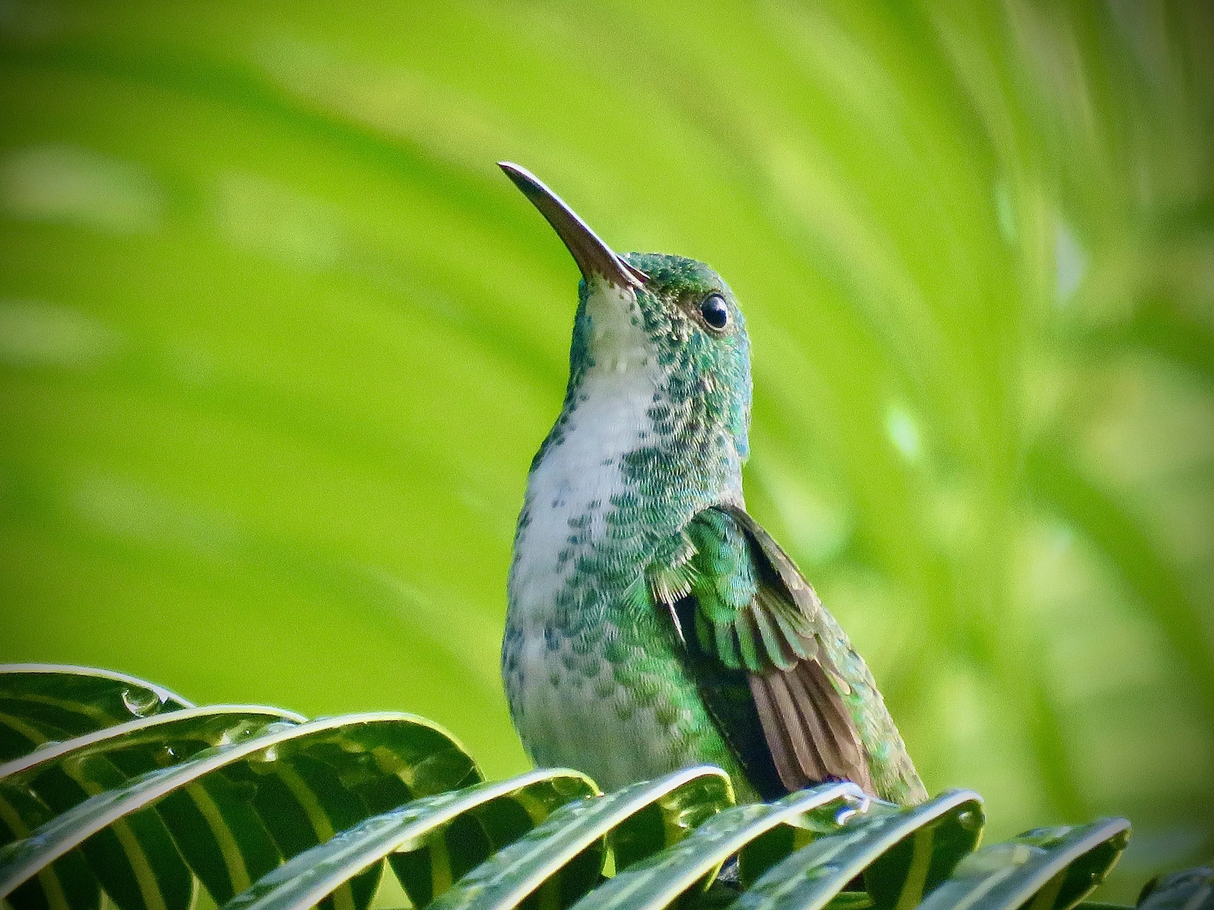 Kolibri, eller Beija Flor som den heter på Portugisisk