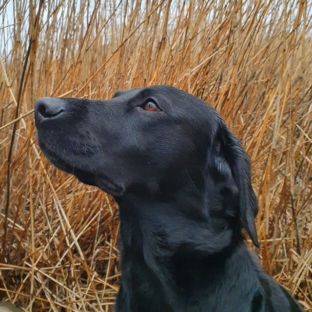 Ibland &auml;r det sk&ouml;nt att f&aring; lite egentid med hundarna! Dock ser vi fram emot att tr&auml;ffar er imorgon, l&ouml;rdag, 10-13 i g&aring;rdsbutiken! www.tordsgarden.com ⁠
@tordsg&aring;rden #jaktlabrador #g&aring;rdsbutik #n&auml;rodlat