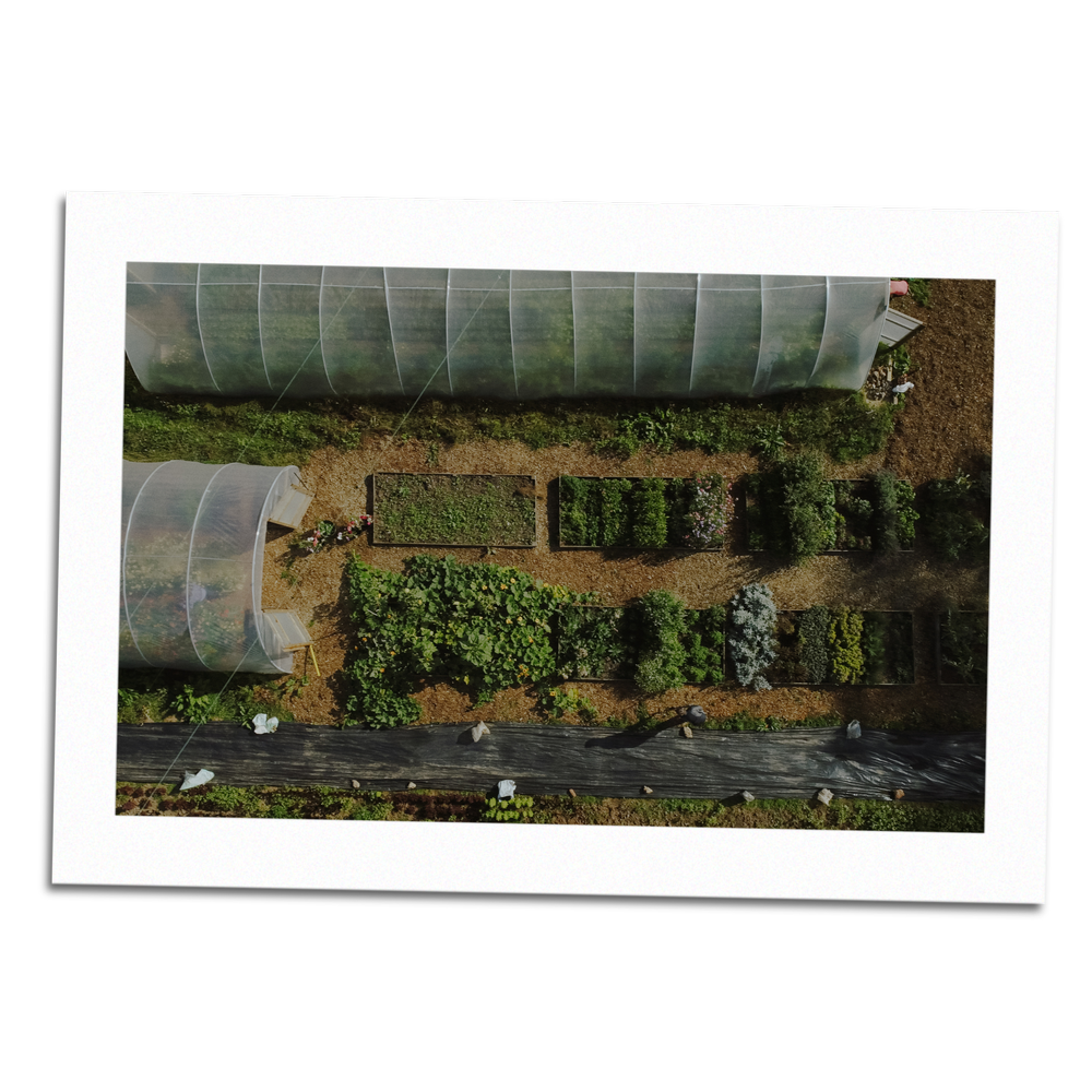 About — Root Connections