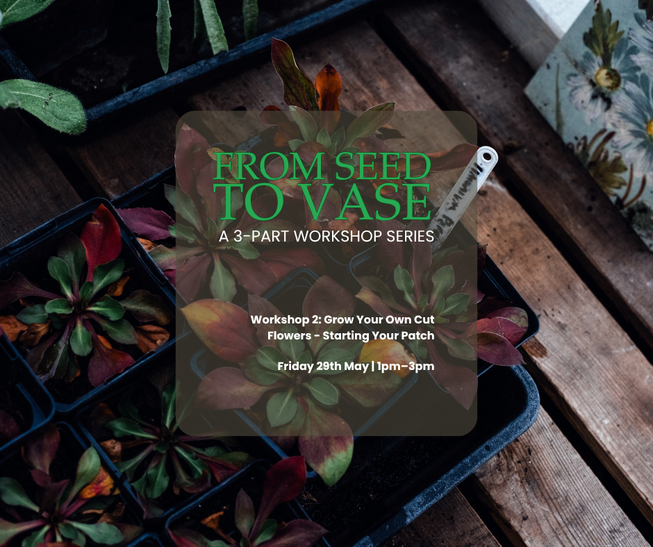 From Seed to Vase - A 3- Part Mini Course: Workshop 2