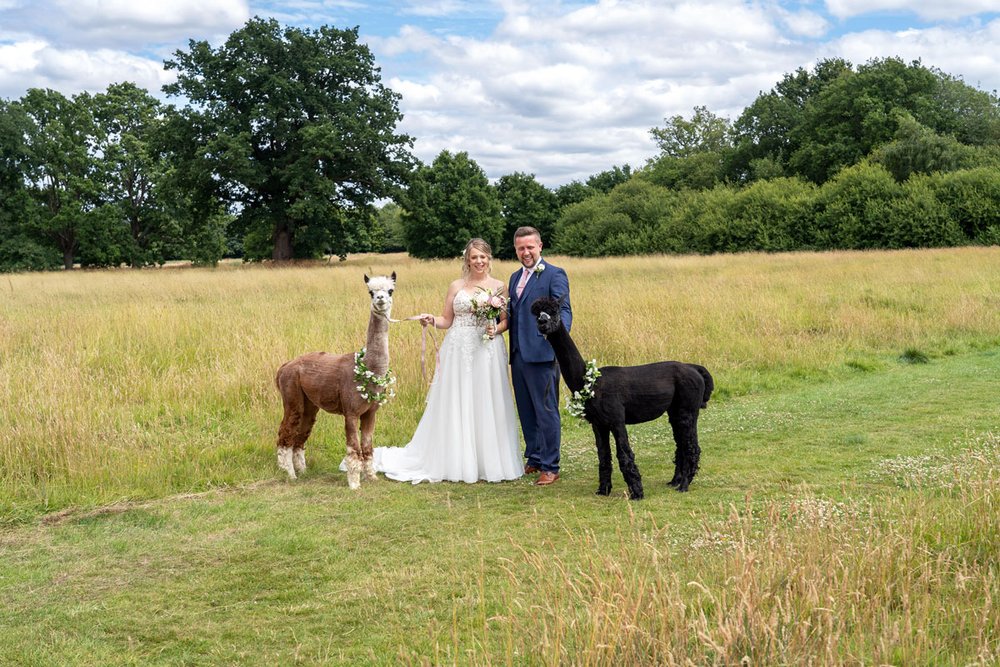 bride_groom_llamas.jpg