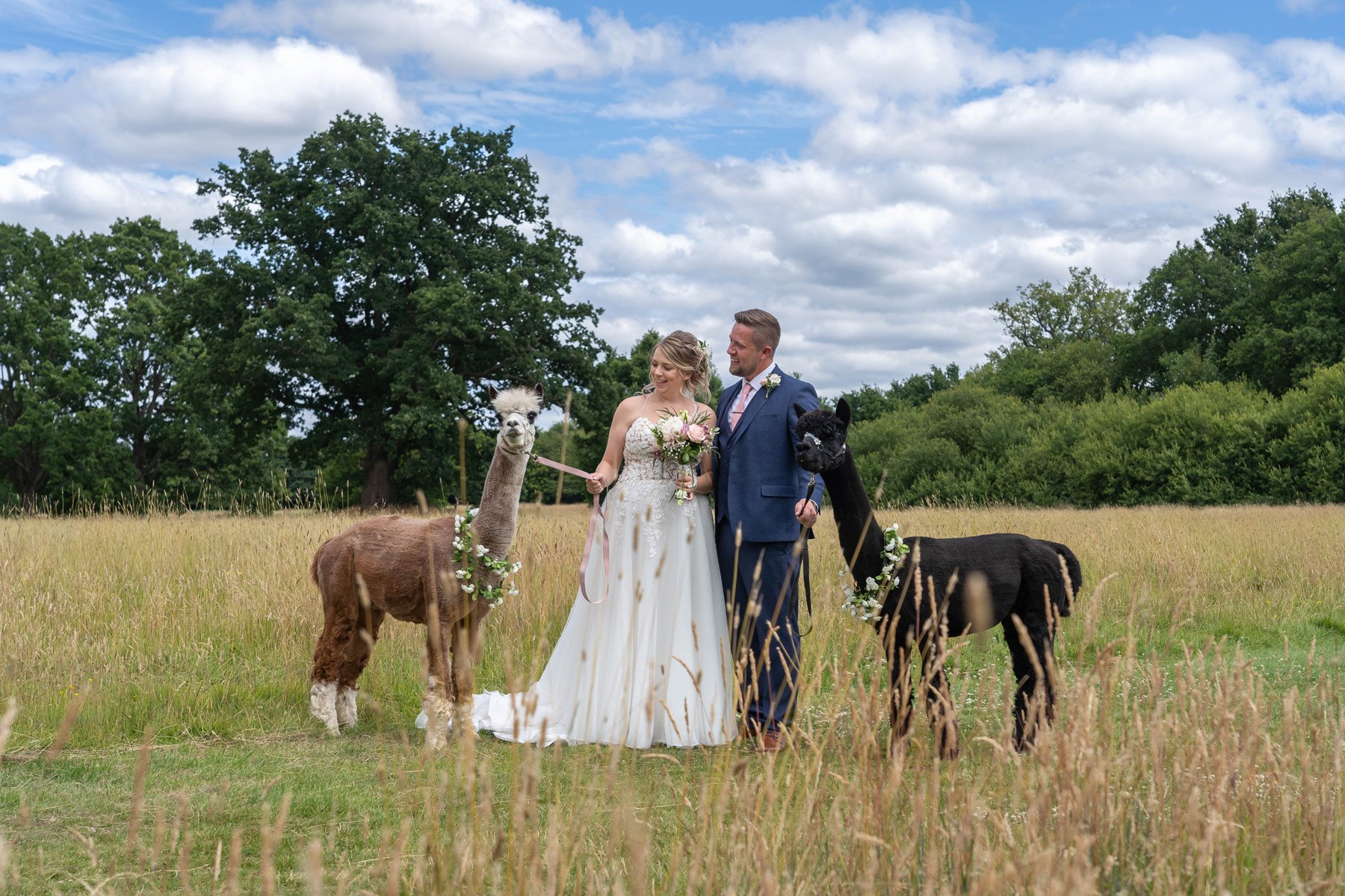 bride_and_groom_alpaca.jpg